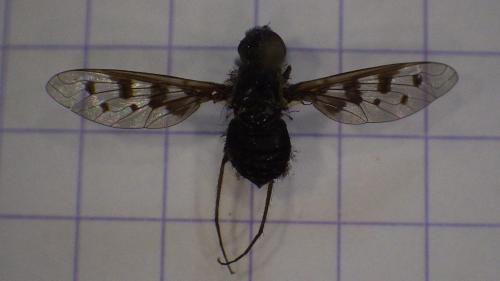 Anthrax varia